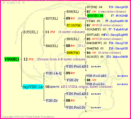 Pedigree of V99(RL) :
four generations presented