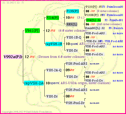 Pedigree of V992a(PJ) :
four generations presented