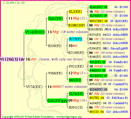 Pedigree of Vt126(LS)1dr :
four generations presented