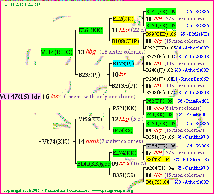 Pedigree of Vt147(LS)1dr :
four generations presented