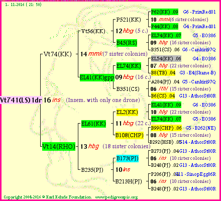 Pedigree of Vt741(LS)1dr :
four generations presented