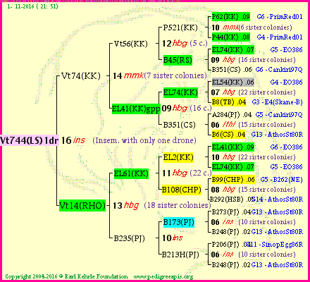 Pedigree of Vt744(LS)1dr :
four generations presented