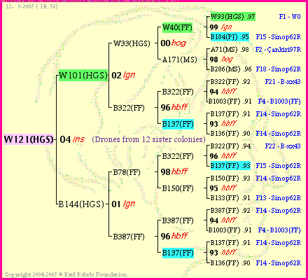 Pedigree of W121(HGS) :
four generations presented