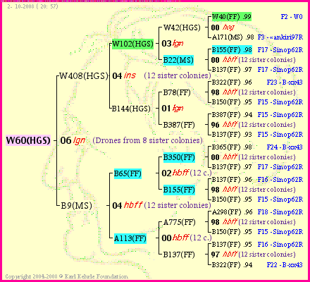 Pedigree of W60(HGS) :
four generations presented