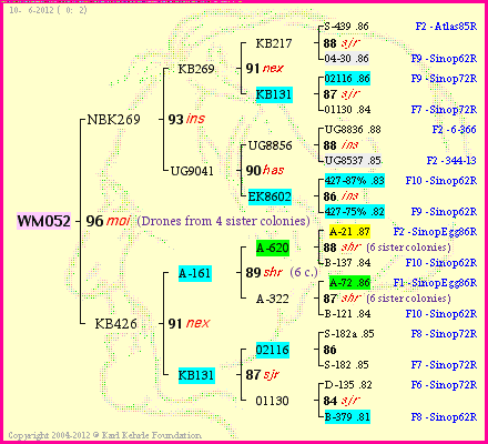 Pedigree of WM052 :
four generations presented