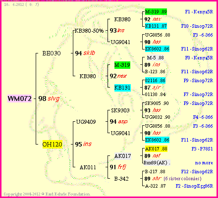 Pedigree of WM072 :
four generations presented