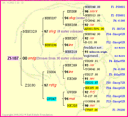 Pedigree of ZS187 :
four generations presented