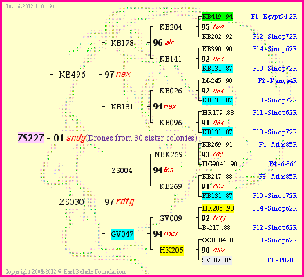 Pedigree of ZS227 :
four generations presented