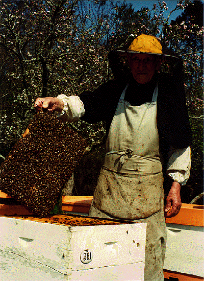 Un cadre particulièrement chargé d'abeilles